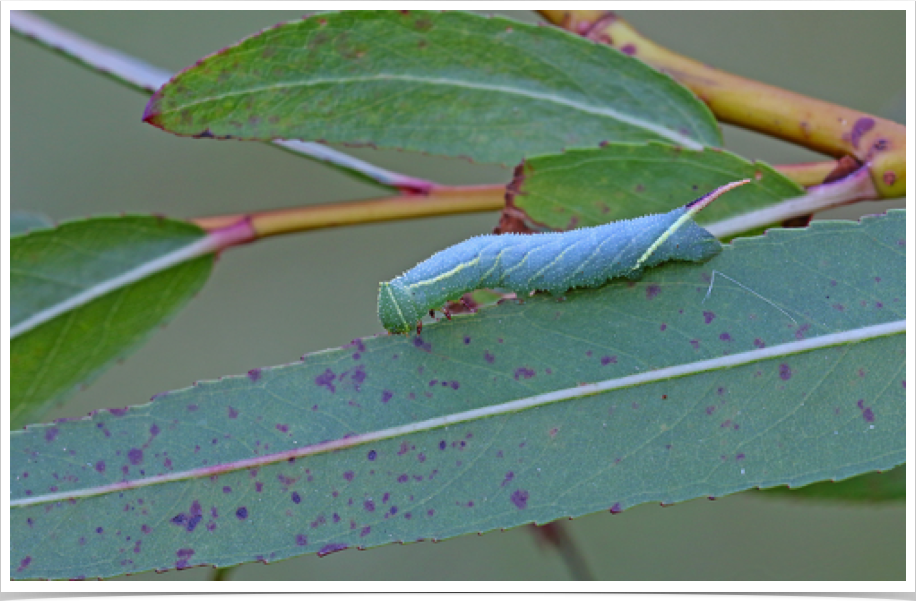 Smerinthus jamaicensis (early instar)
Twin-spotted Sphinx
Lamar County, Alabama